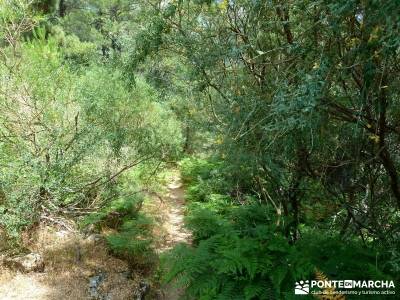 Pinares de la Angostura en Piedralaves;viajes julio pedriza rutas viajes de trekking